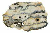 Mammoth Molar Slice With Case - South Carolina #349966-1